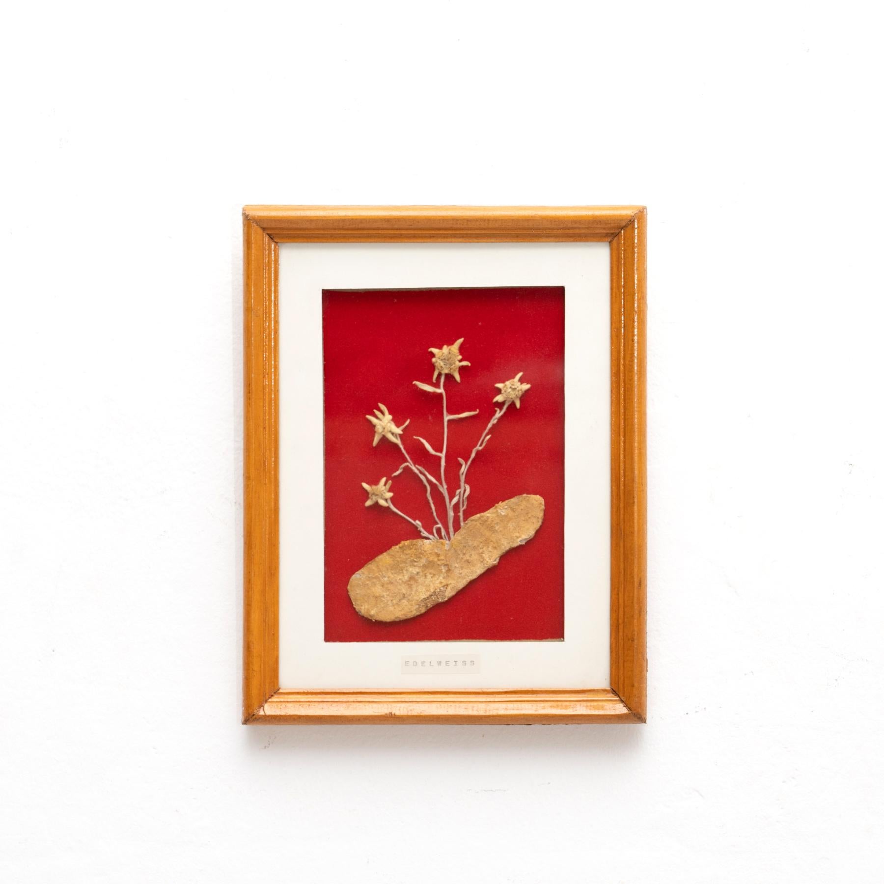 Edelweiss plant artwork by unknown artist, circa 1960.
Framed. 

In original condition, with minor wear consistent of age and use, preserving a beautiul patina.