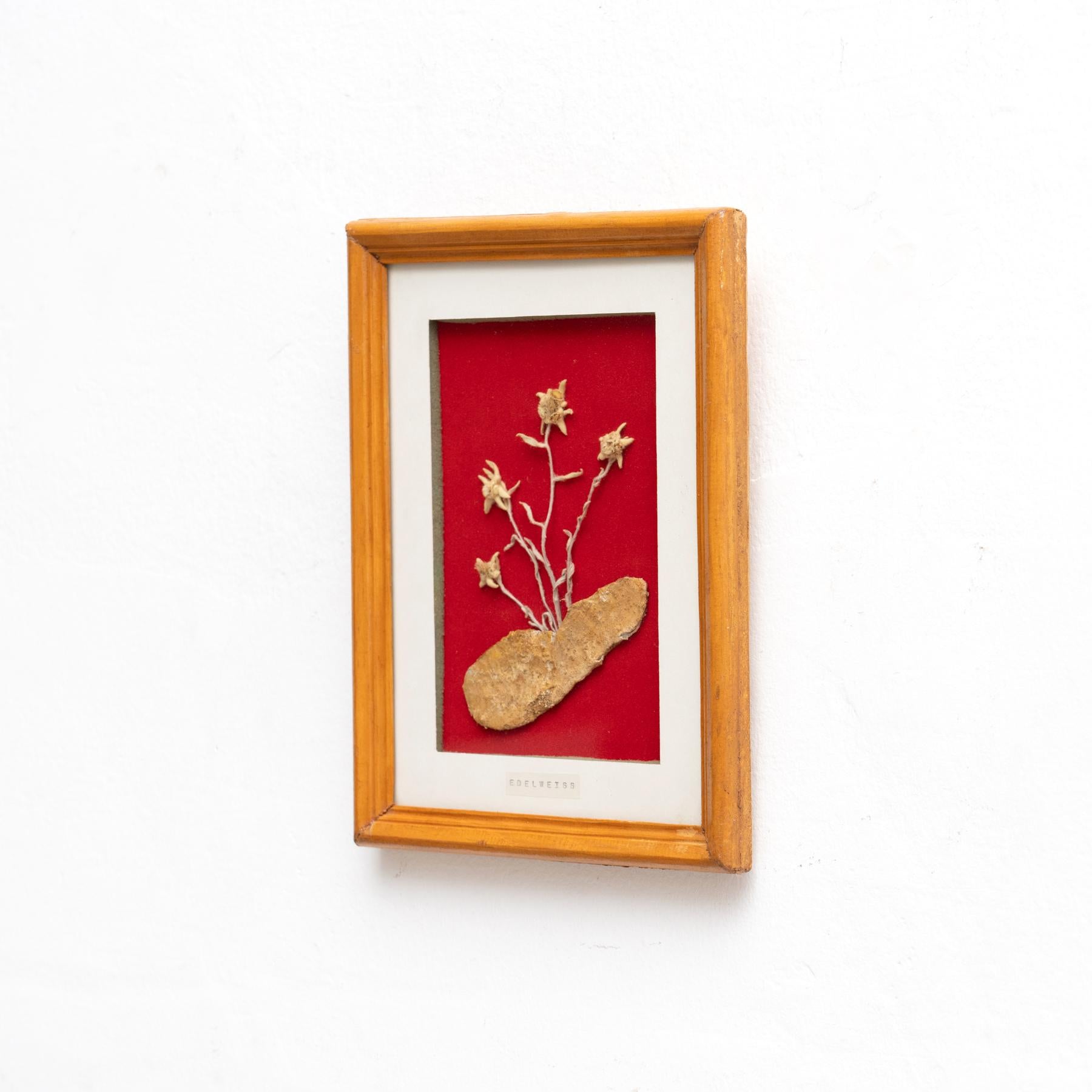 Mid-Century Modern Framed Edelweiss Artwork, circa 1960 For Sale