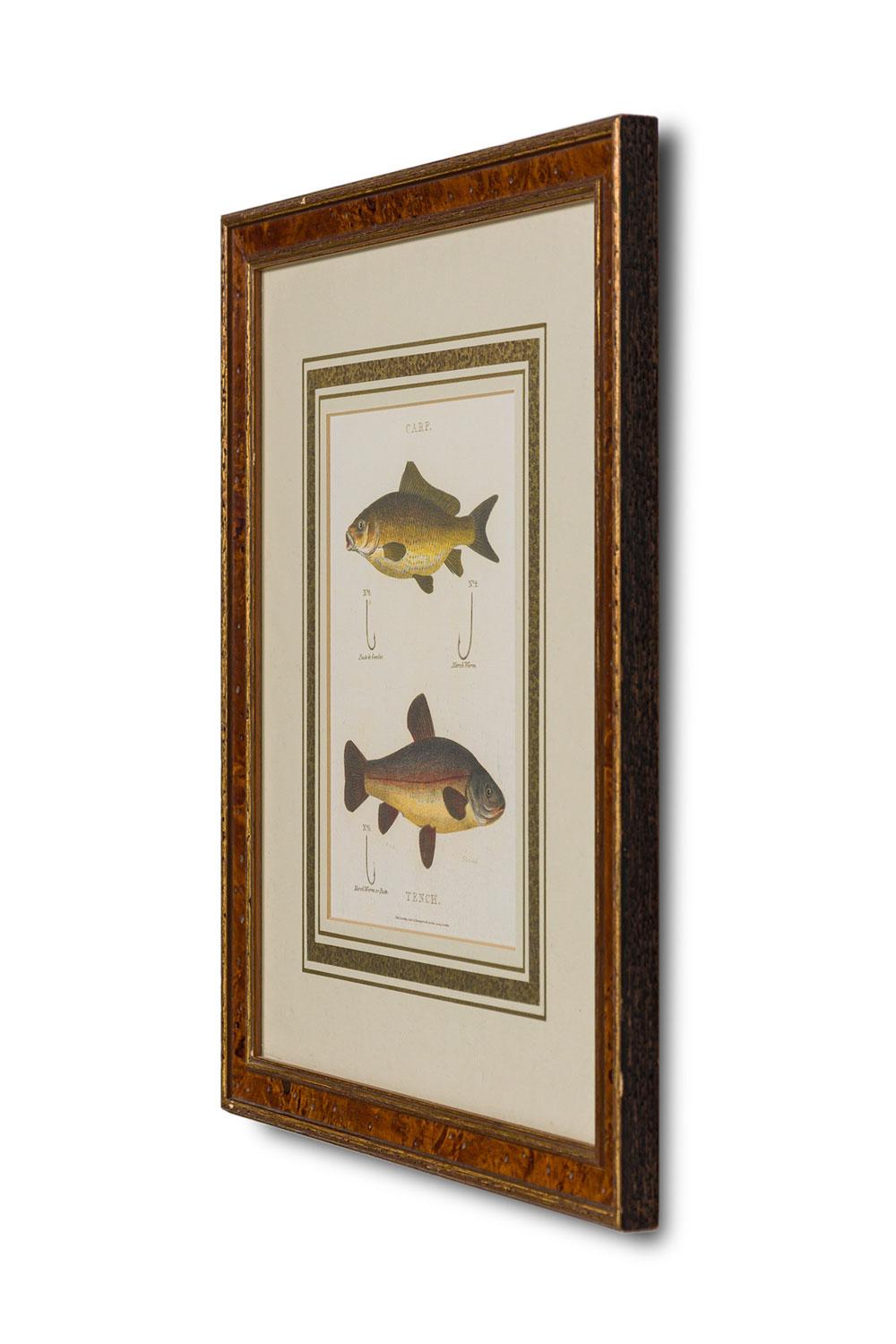 Englische Farblithografie im georgianischen Stil, Studie eines Karpfens und einer Schleie mit Haken und Köder in einem Rahmen aus Wurzelholz mit einem französischen Passepartout (Bunney & Gold, LONDON) (Ähnlicher Artikel: NWL6069A)