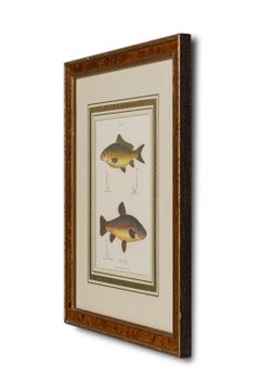 Framed English Georgian Style Color Lithograph of 2 Fish, Hooks and Bait