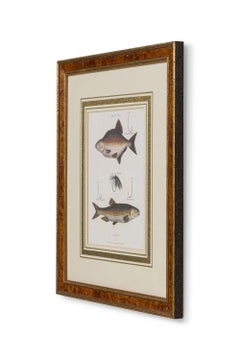 Framed English Georgian Style Color Lithograph of 2 Fish, Hooks and Bait
