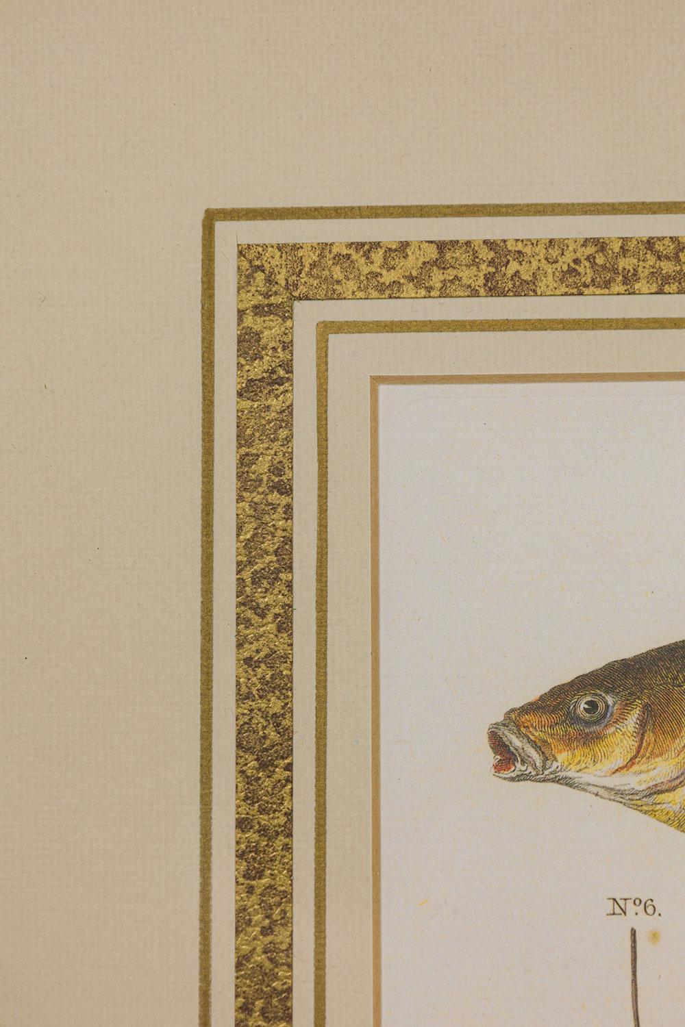 Gerahmt Englisch Georgian Style  Farblithographie von 2 Fischen, Haken und Köder im Zustand „Gut“ im Angebot in Queens, NY