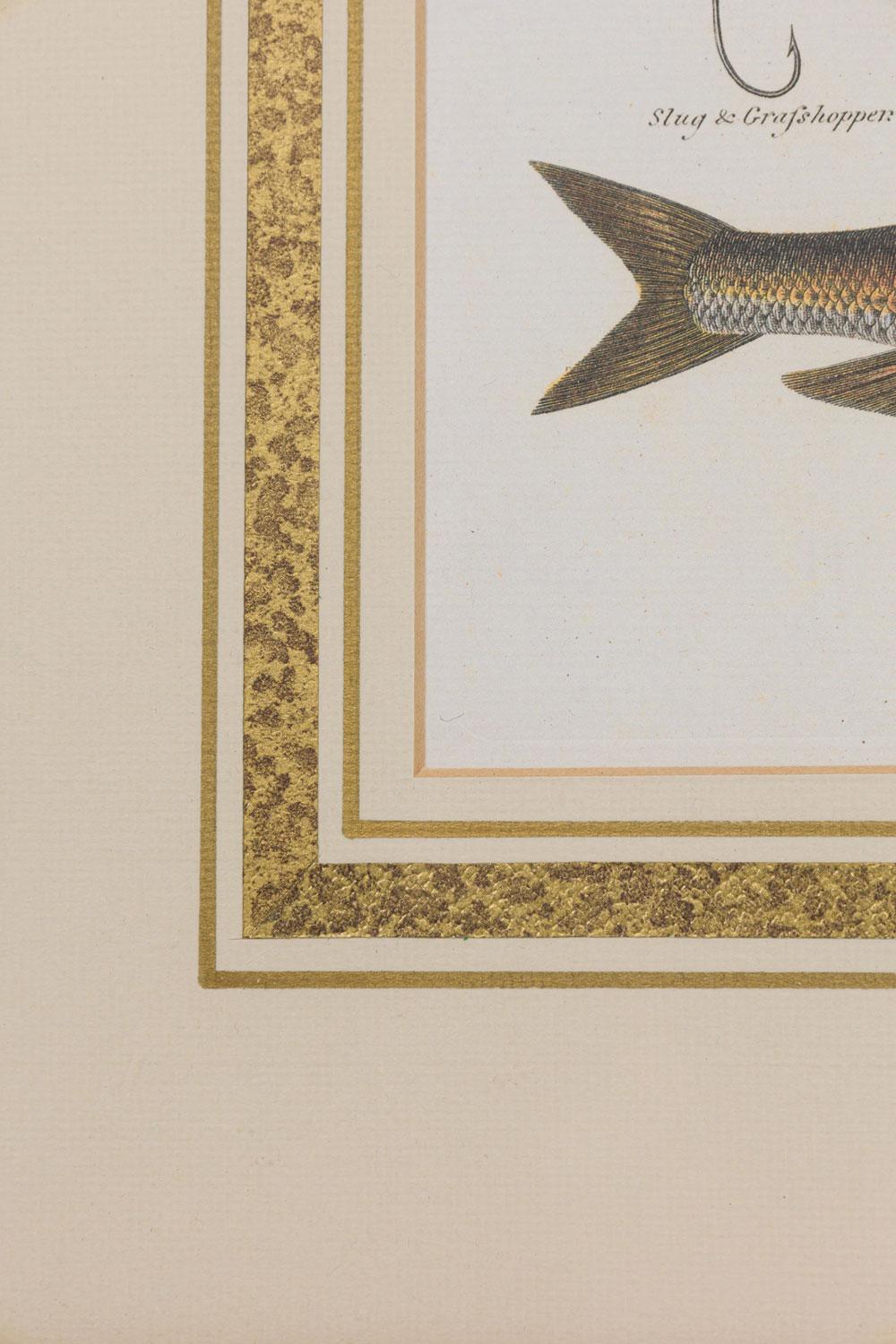 Gerahmte englische Farblithographie im georgianischen Stil mit 2 Fischen, Haken und Köder (Britisch) im Angebot