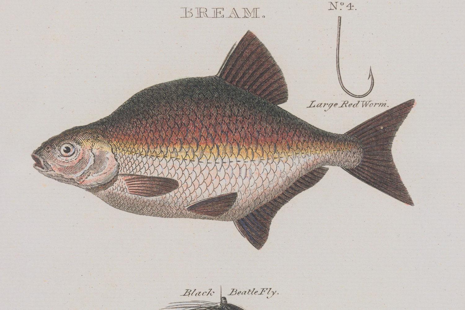 Gerahmte englische Farblithographie im georgianischen Stil mit 2 Fischen, Haken und Köder im Zustand „Gut“ im Angebot in Queens, NY