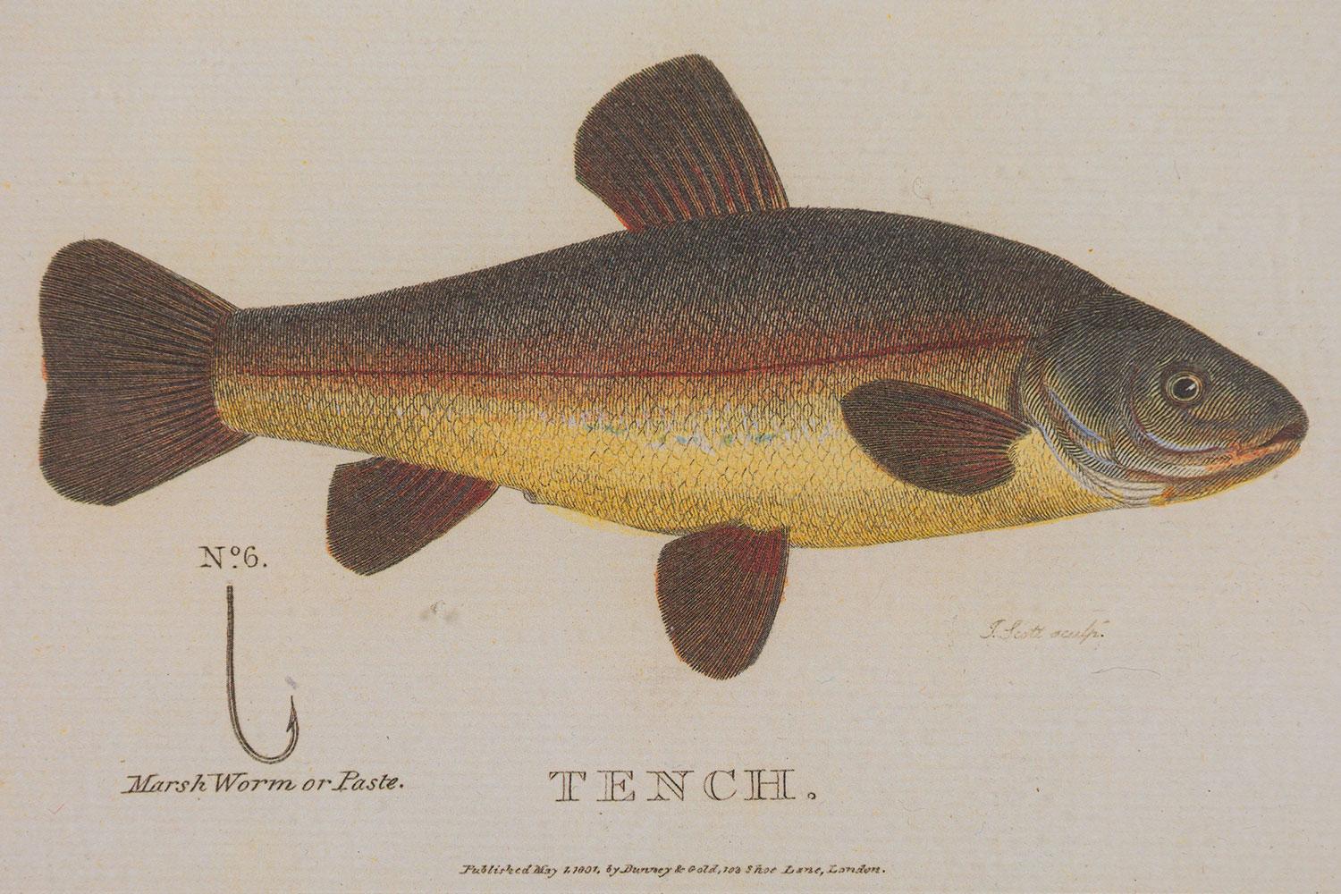 Gerahmt Englisch Georgian Style  Farblithographie von 2 Fischen, Haken und Köder (Wurzelholz) im Angebot
