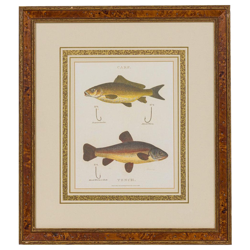 Gerahmt Englisch Georgian Style  Farblithographie von 2 Fischen, Haken und Köder