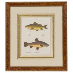 Gerahmt Englisch Georgian Style  Farblithographie von 2 Fischen, Haken und Köder