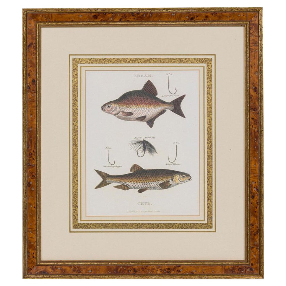 Framed English Georgian Style Color Lithograph of 2 Fish, Hooks and Bait