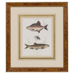 Antique Framed English Georgian Style Color Lithograph of 2 Fish, Hooks and Bait
