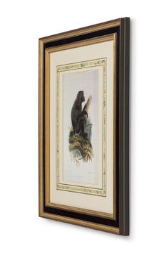 Framed English Victorian Print of a Black Haired Monkey