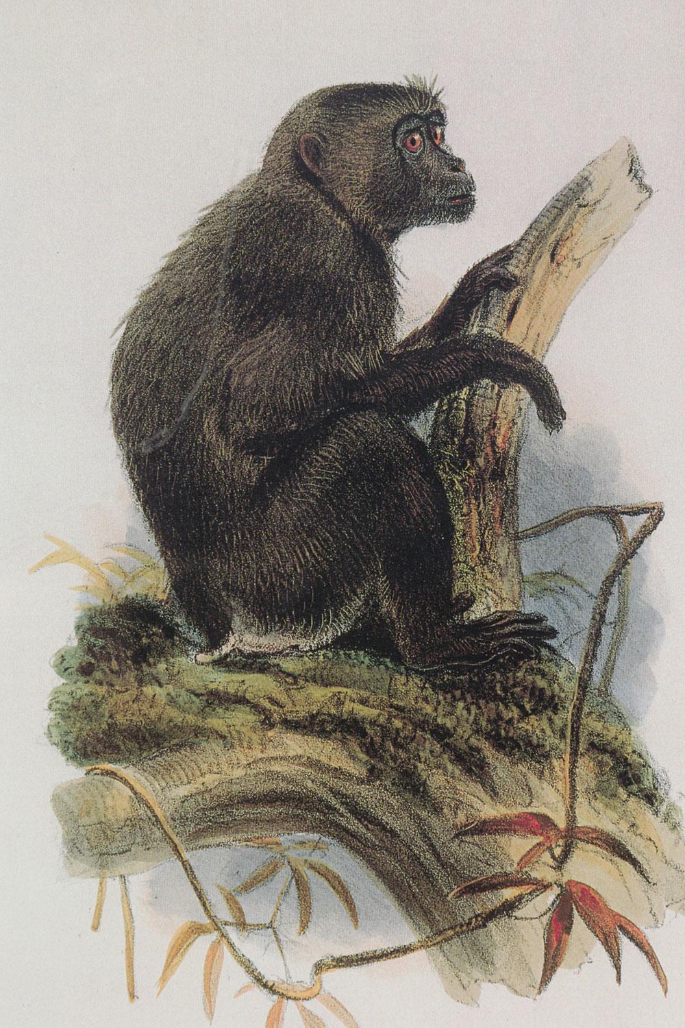 Framed English Victorian Print of a Black Haired Monkey (Britisch) im Angebot