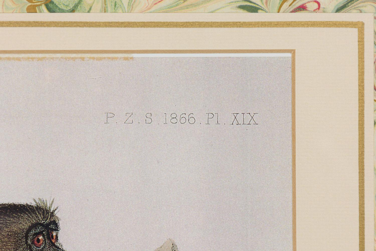 Framed English Victorian Print of a Black Haired Monkey im Zustand „Gut“ im Angebot in Queens, NY