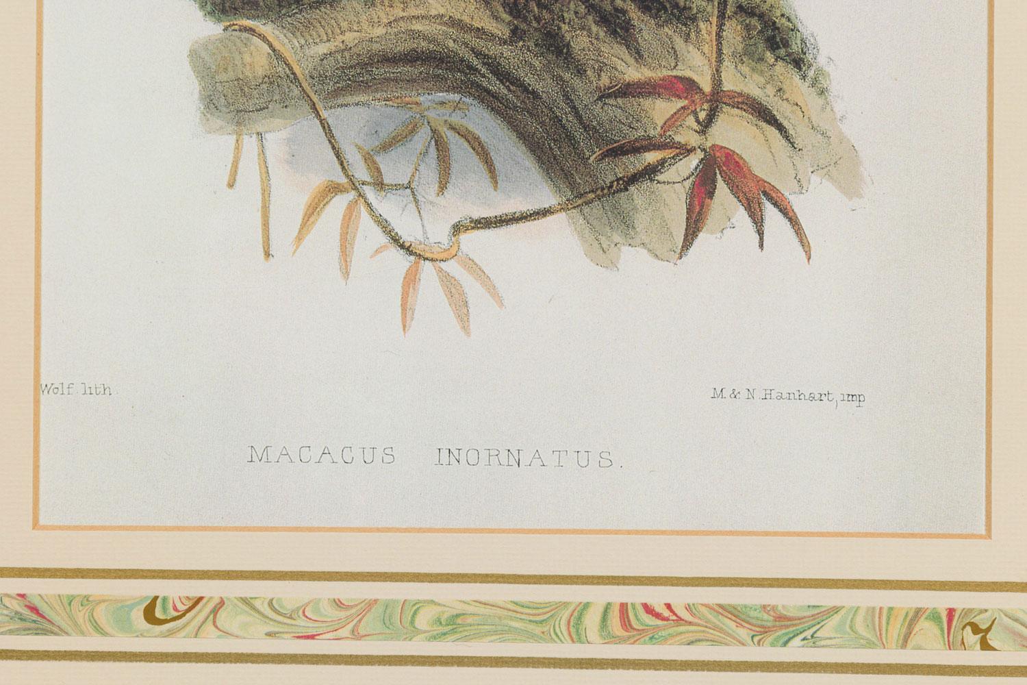 Framed English Victorian Print of a Black Haired Monkey (19. Jahrhundert) im Angebot