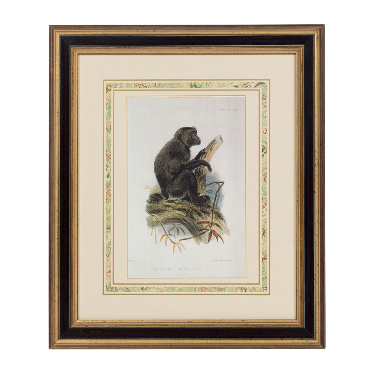 Framed English Victorian Print of a Black Haired Monkey