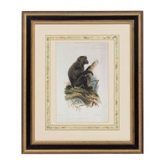 Framed English Victorian Print of a Black Haired Monkey
