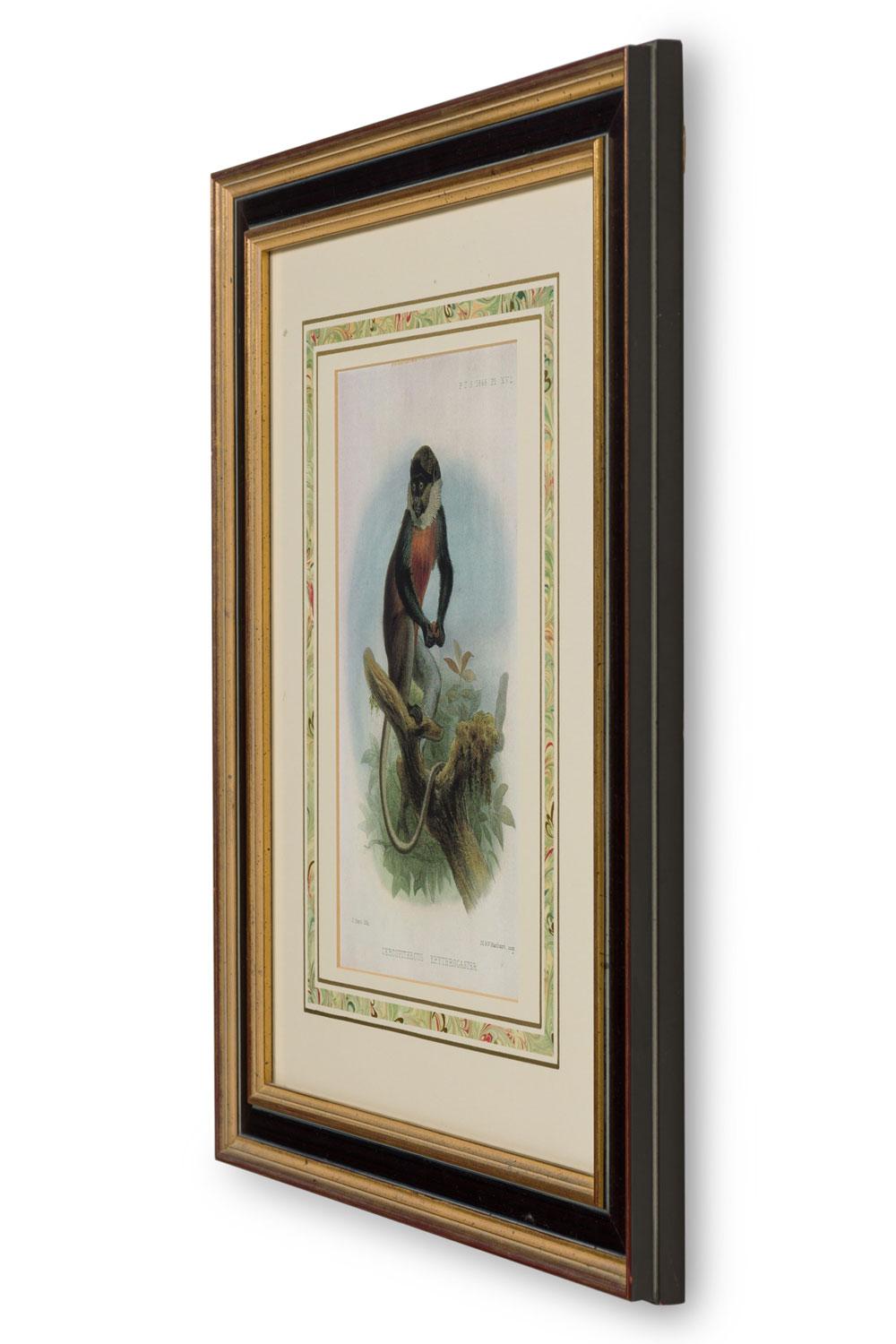 English Victorian lithograph of a monkey resting on a branch with black body fur, white fur around its neck and red fur on its chest in a black and gold frame with a french mat (Companion piece: NWL6067)