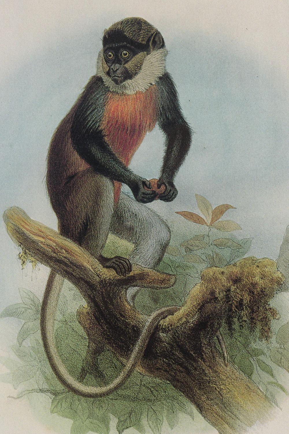 19th Century Framed English Victorian Print of a Monkey Resting on a Branch For Sale