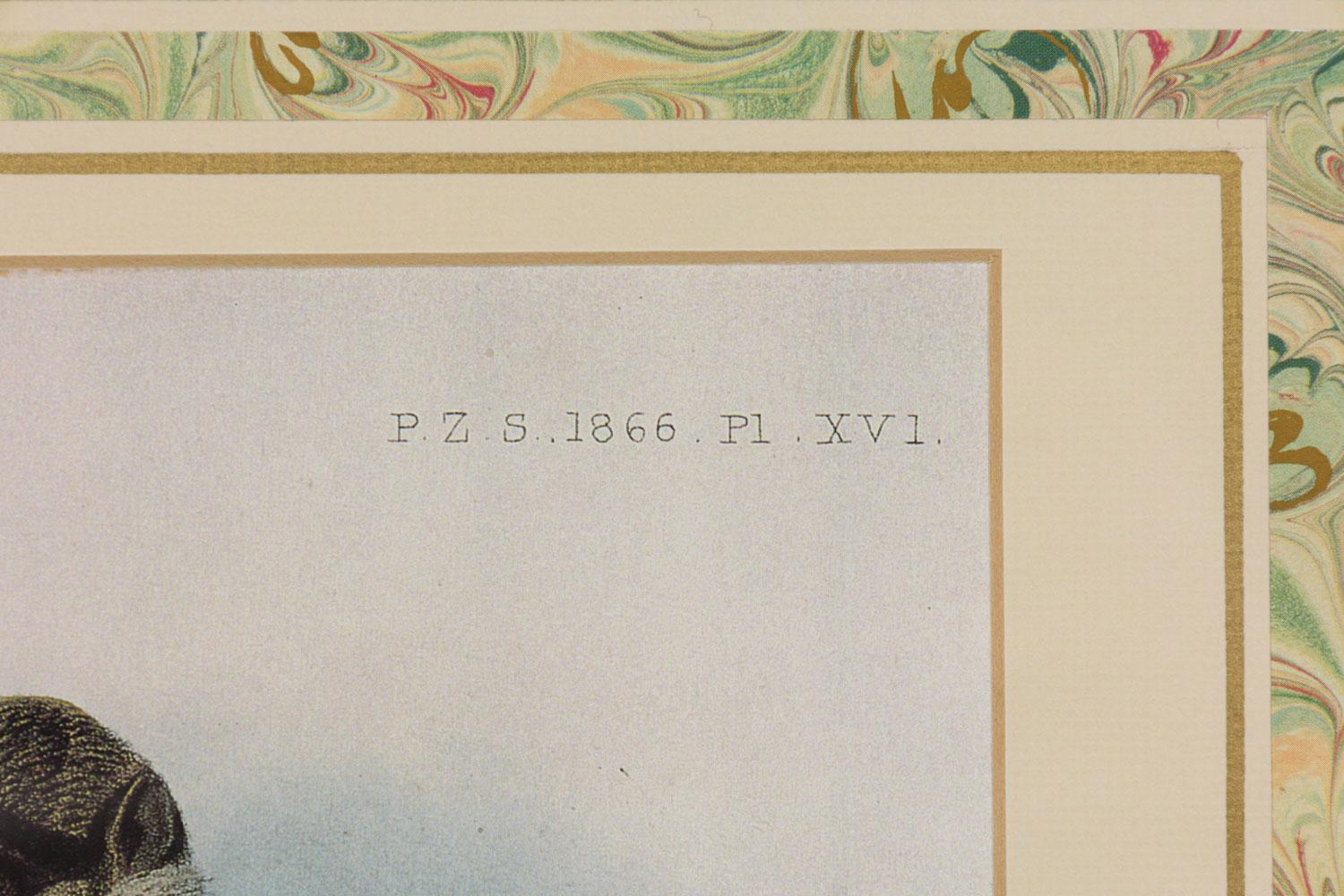 Fur Framed English Victorian Print of a Monkey Resting on a Branch For Sale