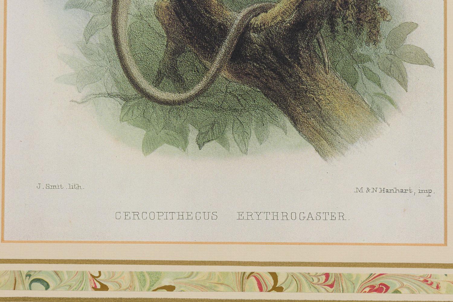 Framed English Victorian Print of a Monkey Resting on a Branch For Sale 1