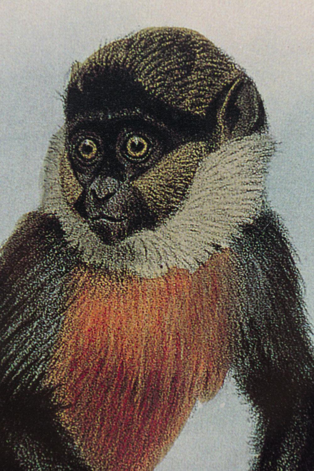 Framed English Victorian Print of a Monkey Resting on a Branch For Sale 2