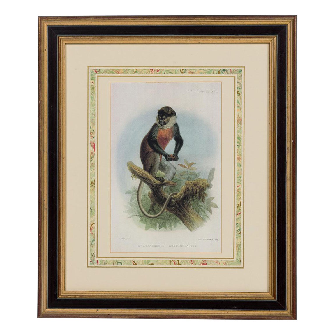 Framed English Victorian Print of a Monkey Resting on a Branch For Sale