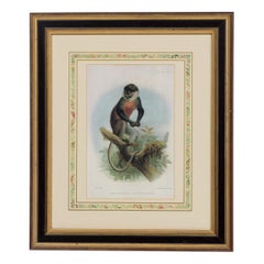 Framed English Victorian Print of a Monkey Resting on a Branch