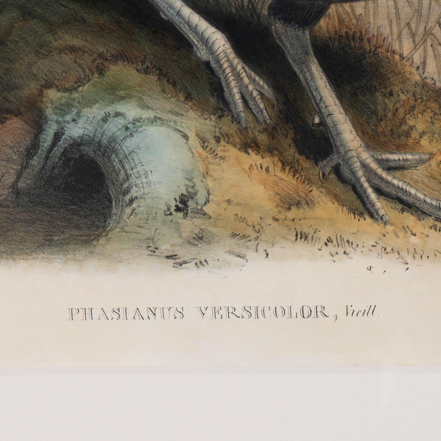 Gravure encadrée « Phasianus Versicolor, Vieill » de John Gould Excellent état - En vente à Kenilworth, IL