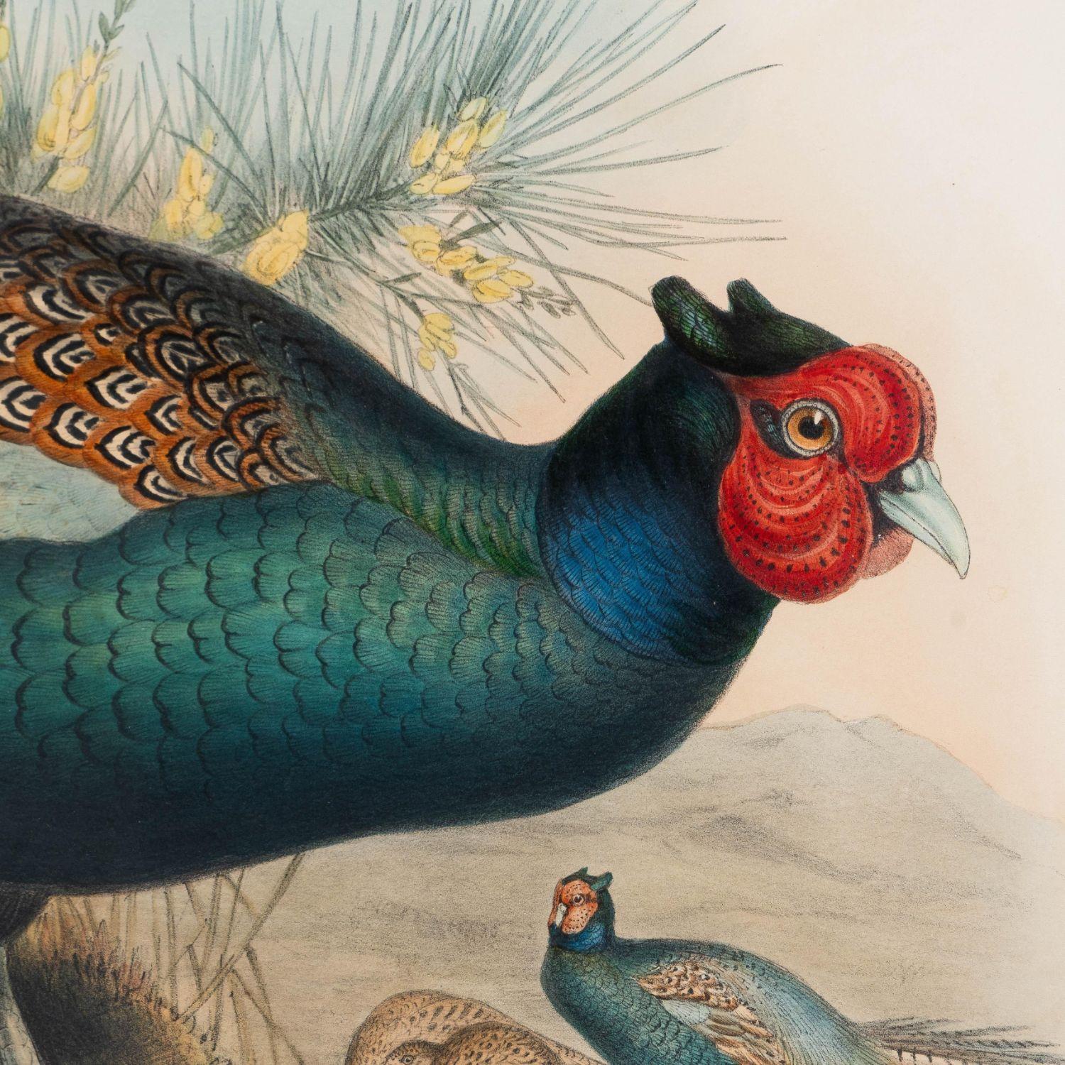 Milieu du XIXe siècle Gravure encadrée « Phasianus Versicolor, Vieill » de John Gould en vente