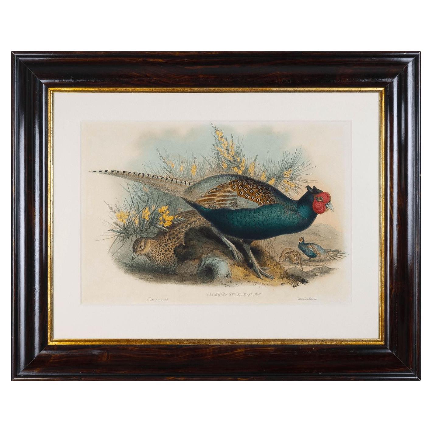 Framed Engraving "Phasianus Versicolor, Vieill" by John Gould For Sale