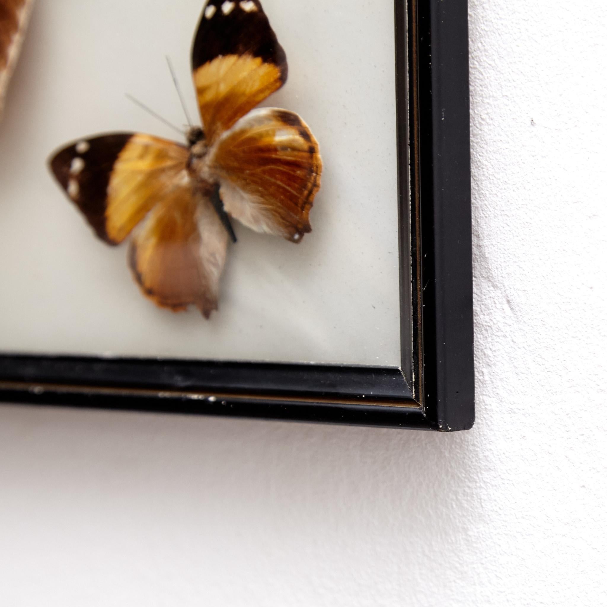 Framed Five Beautiful Stuffed Butterflies, circa 1930 For Sale 3