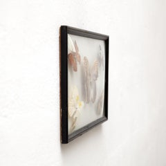 Framed Five Beautiful Stuffed Butterflies, circa 1930