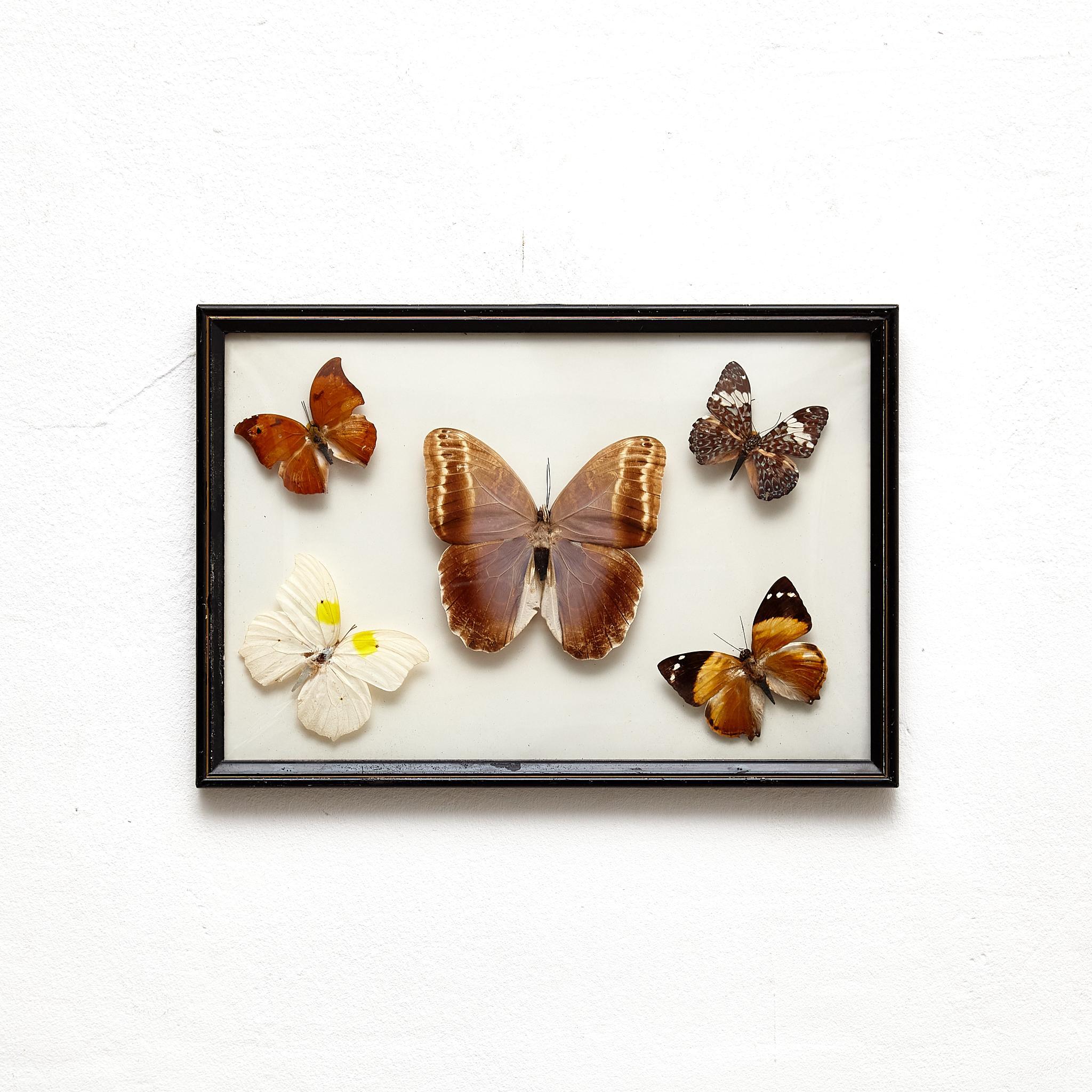 Mid-Century Modern Framed Five Beautiful Stuffed Butterflies, circa 1930 For Sale