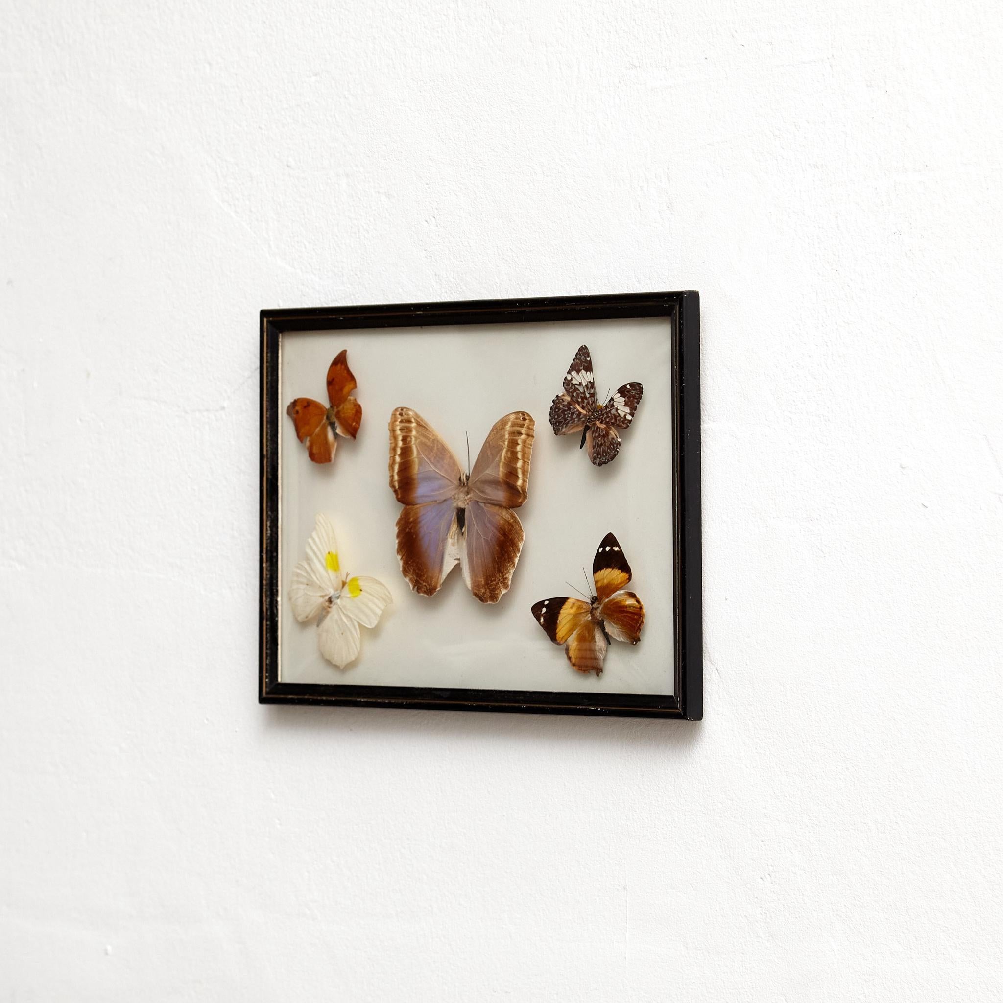 Français Cinq beaux papillons empaillés encadrés, vers 1930 en vente