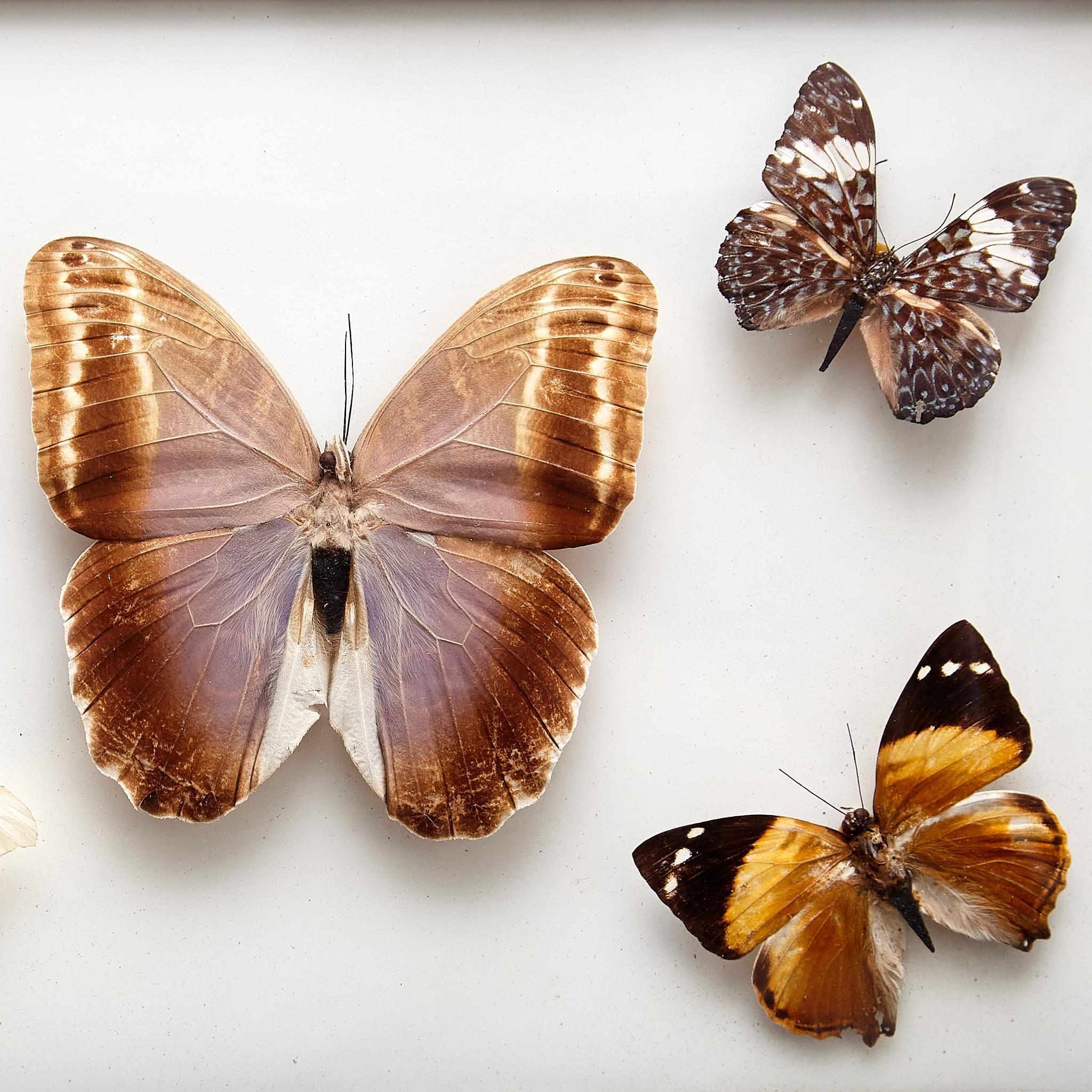 Cinq beaux papillons empaillés encadrés, vers 1930 Bon état - En vente à Barcelona, ES