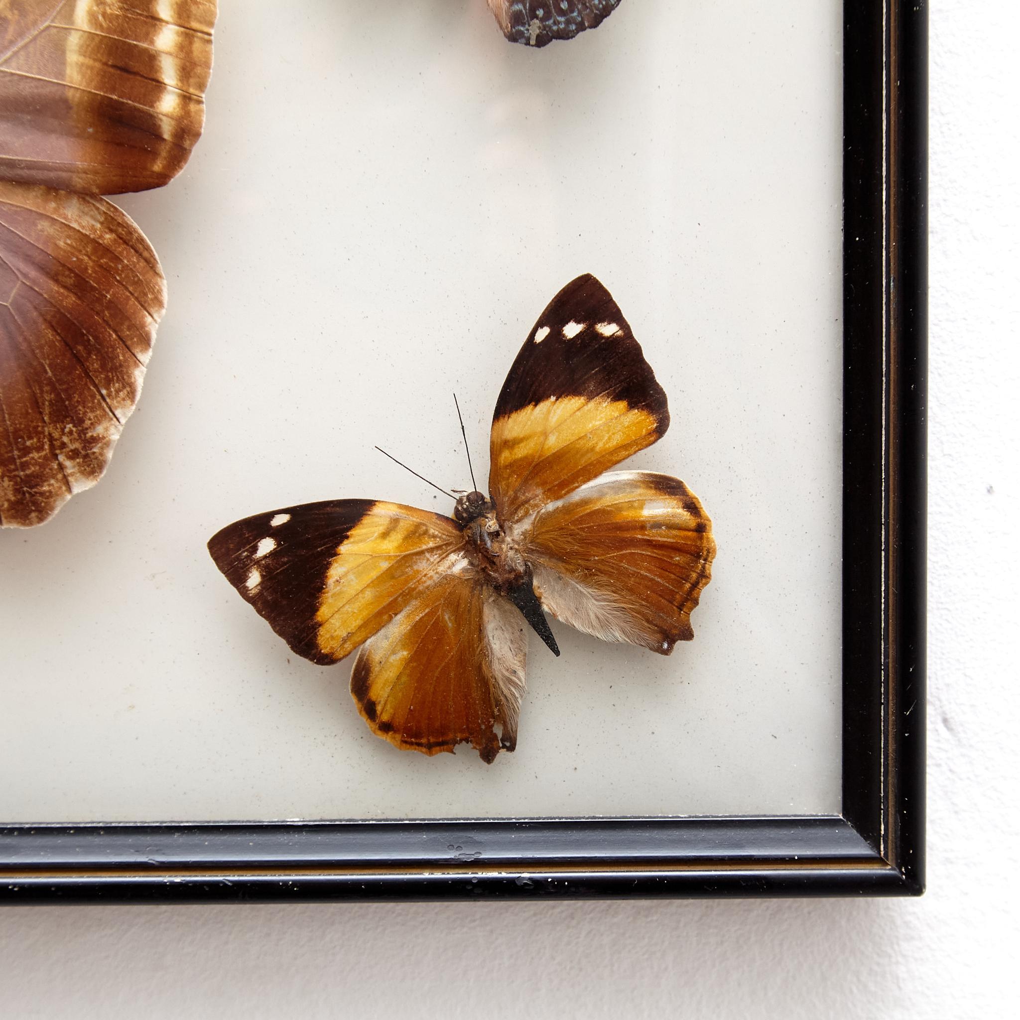 Milieu du XXe siècle Cinq beaux papillons empaillés encadrés, vers 1930 en vente