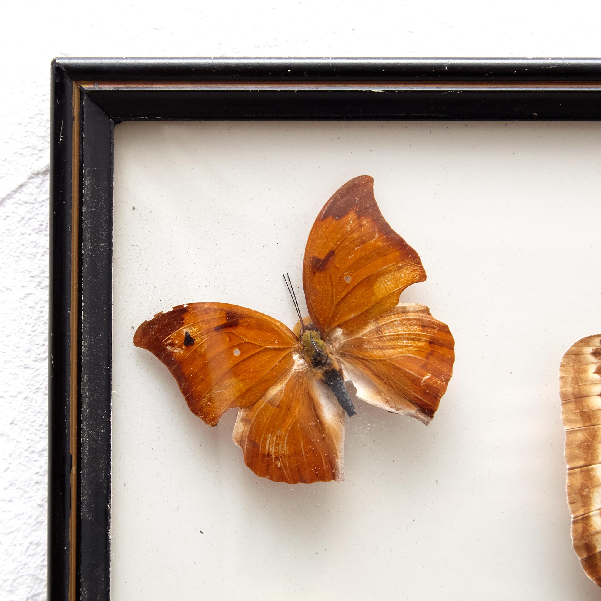 Framed Five Beautiful Stuffed Butterflies, circa 1930 1