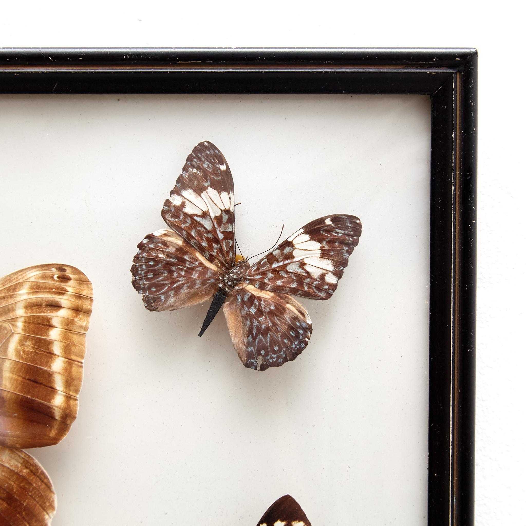 Framed Five Beautiful Stuffed Butterflies, circa 1930 For Sale 2