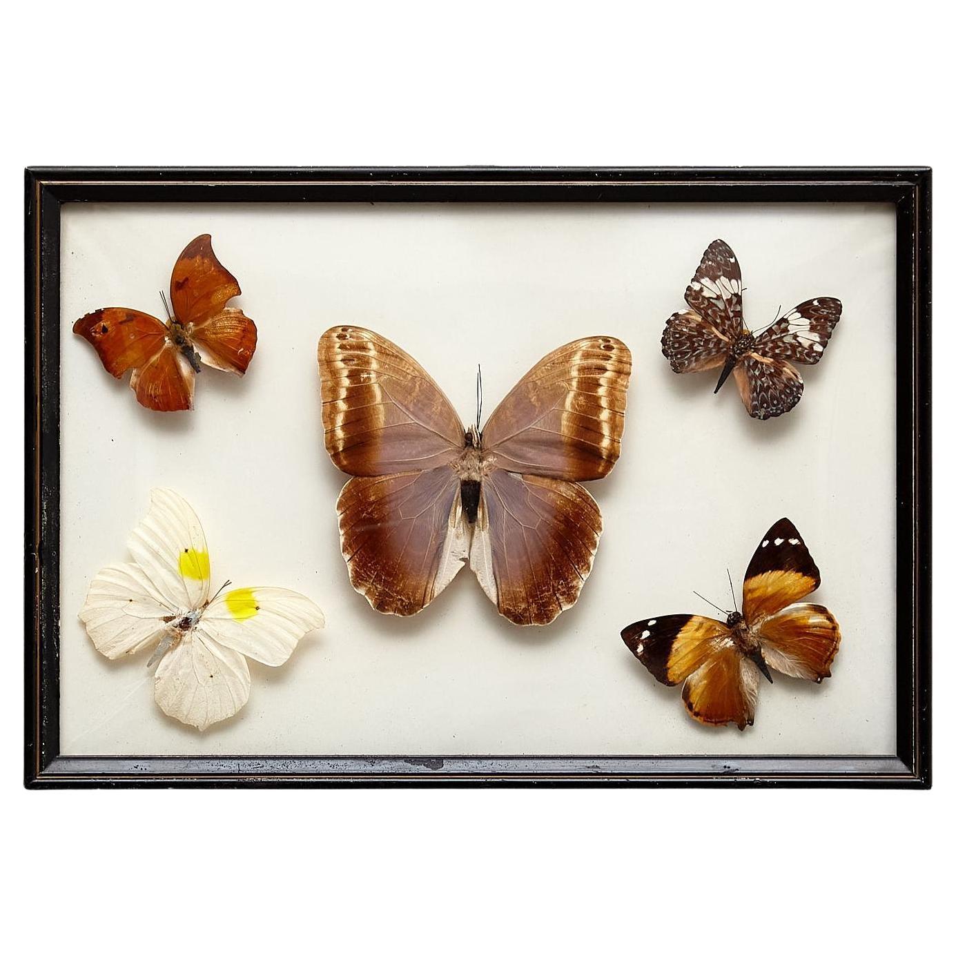Cinq beaux papillons empaillés encadrés, vers 1930 en vente