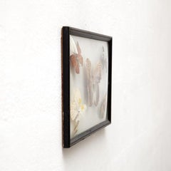 Framed Five Beautiful Stuffed Butterflies, circa 1950