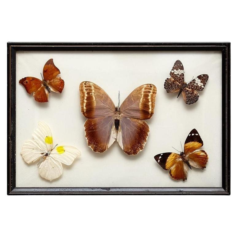 Framed Five Beautiful Stuffed Butterflies, circa 1950