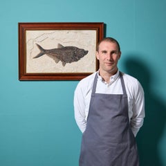Framed Fossilised Diplomystus Fish Panel