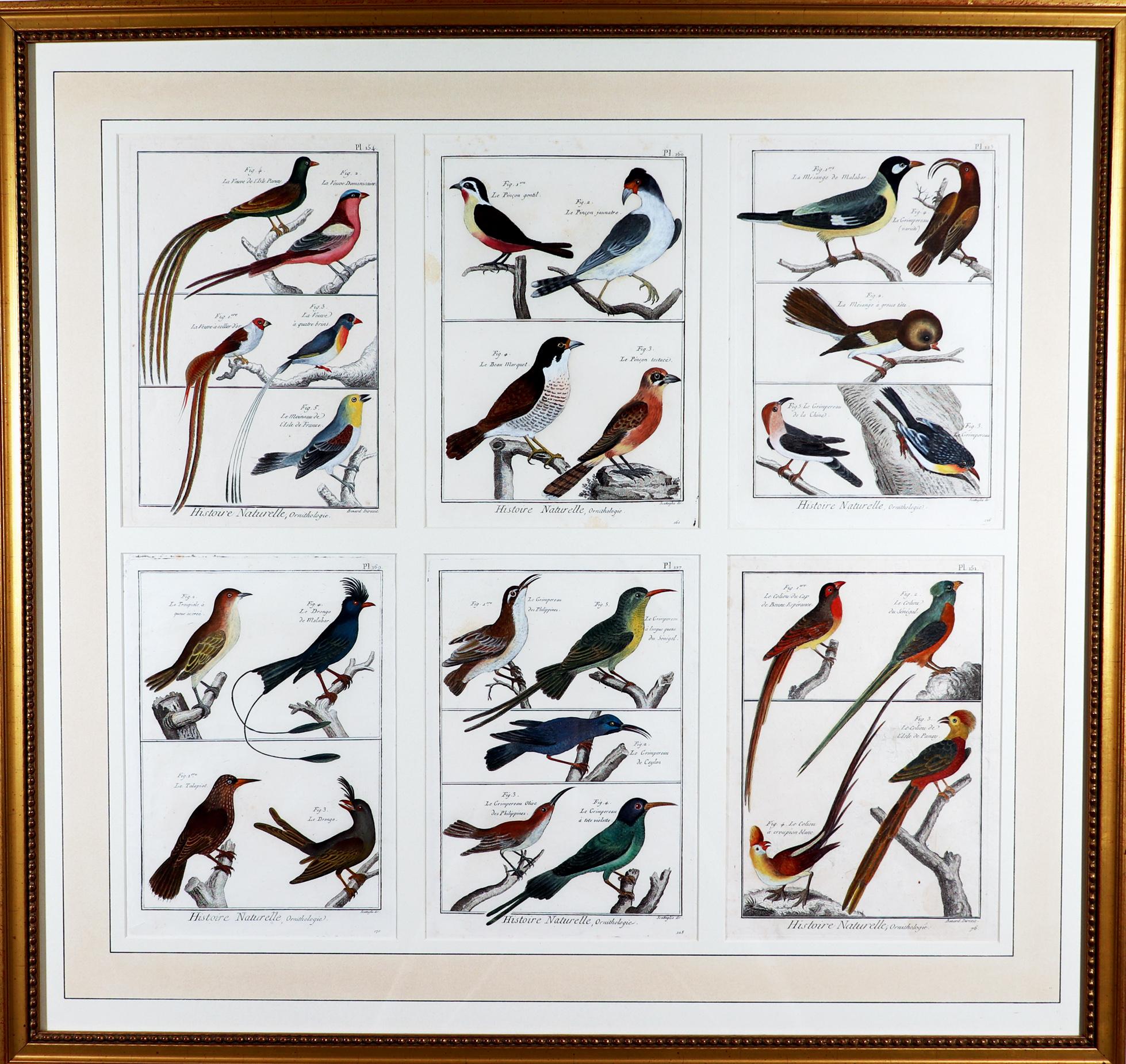 Framed Group of 18th Century Bird Engravings by b Georges-Louis Leclerc For Sale 4