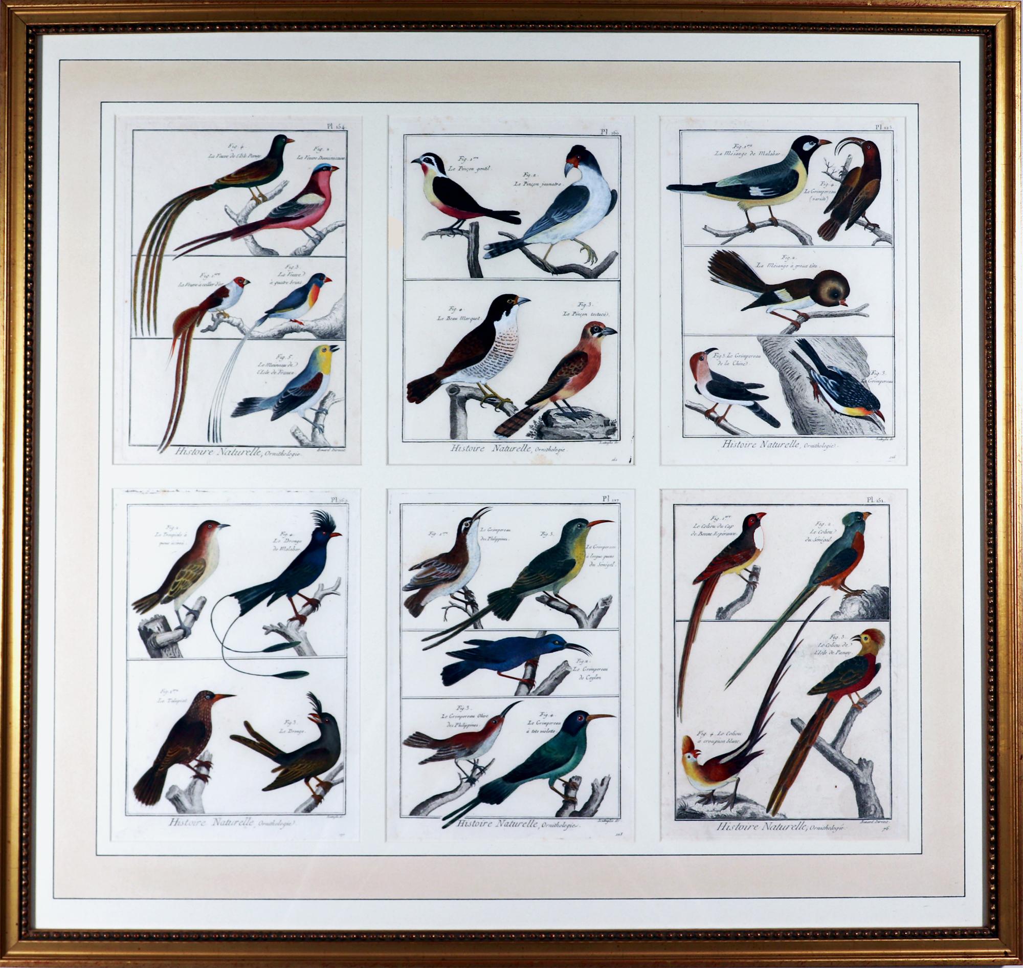 Framed Group of 18th Century Bird Engravings by b Georges-Louis Leclerc For Sale 5