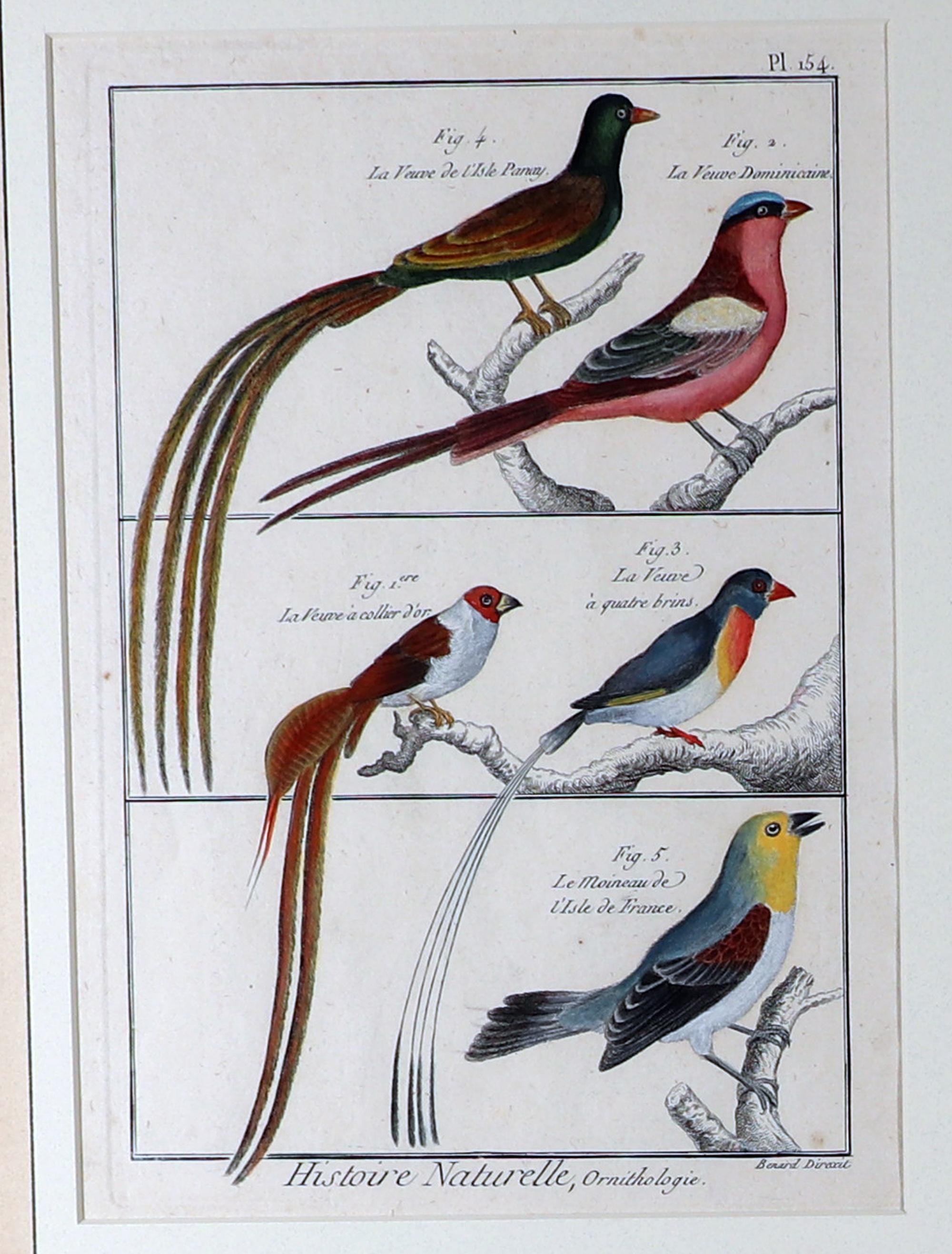 Charming Framed group of bird engravings,
Histoire Naturelle, Ornithologie by Georges-Louis Leclerc,
Circa 1780

The beautiful ornithological engravings are from Histoire Naturelle, Ornithologie by Georges-Louis Leclerc, each with page number