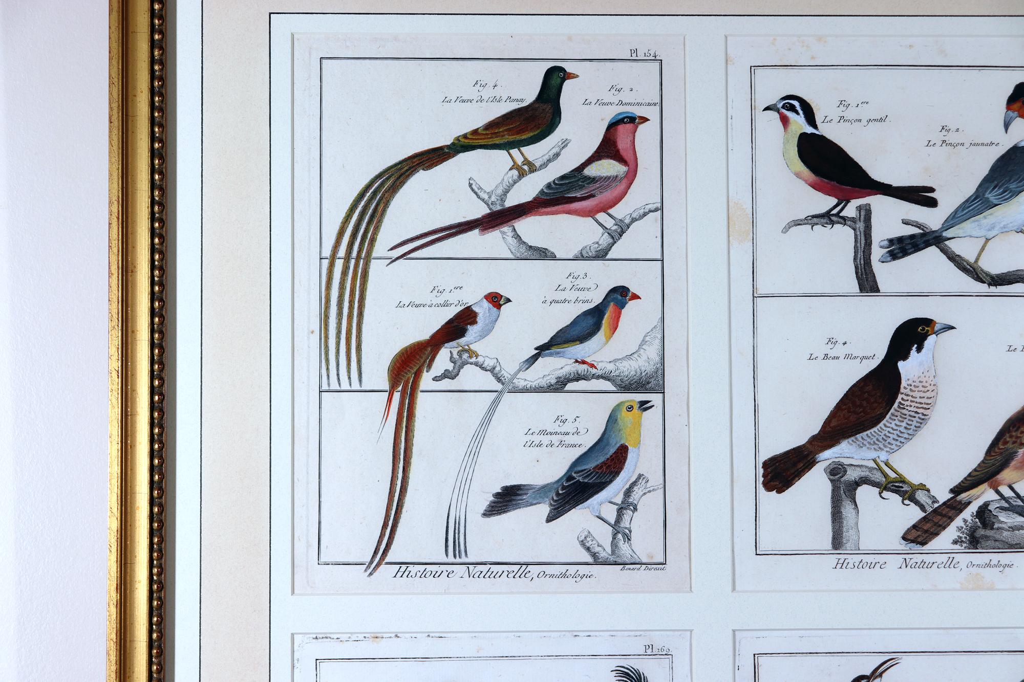 Georgian Framed Group of 18th Century Bird Engravings by b Georges-Louis Leclerc For Sale