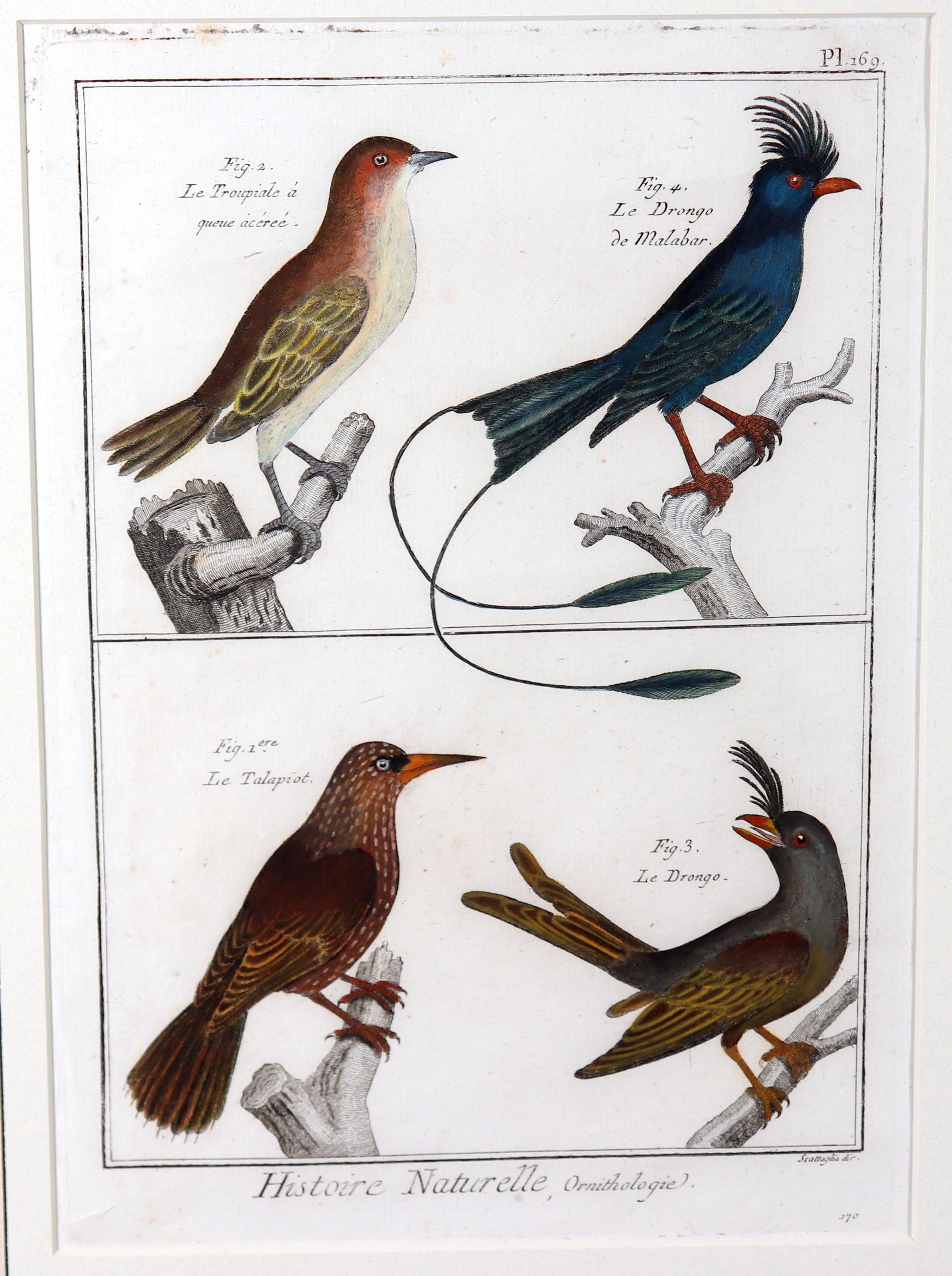 French Framed Group of 18th Century Bird Engravings by b Georges-Louis Leclerc For Sale