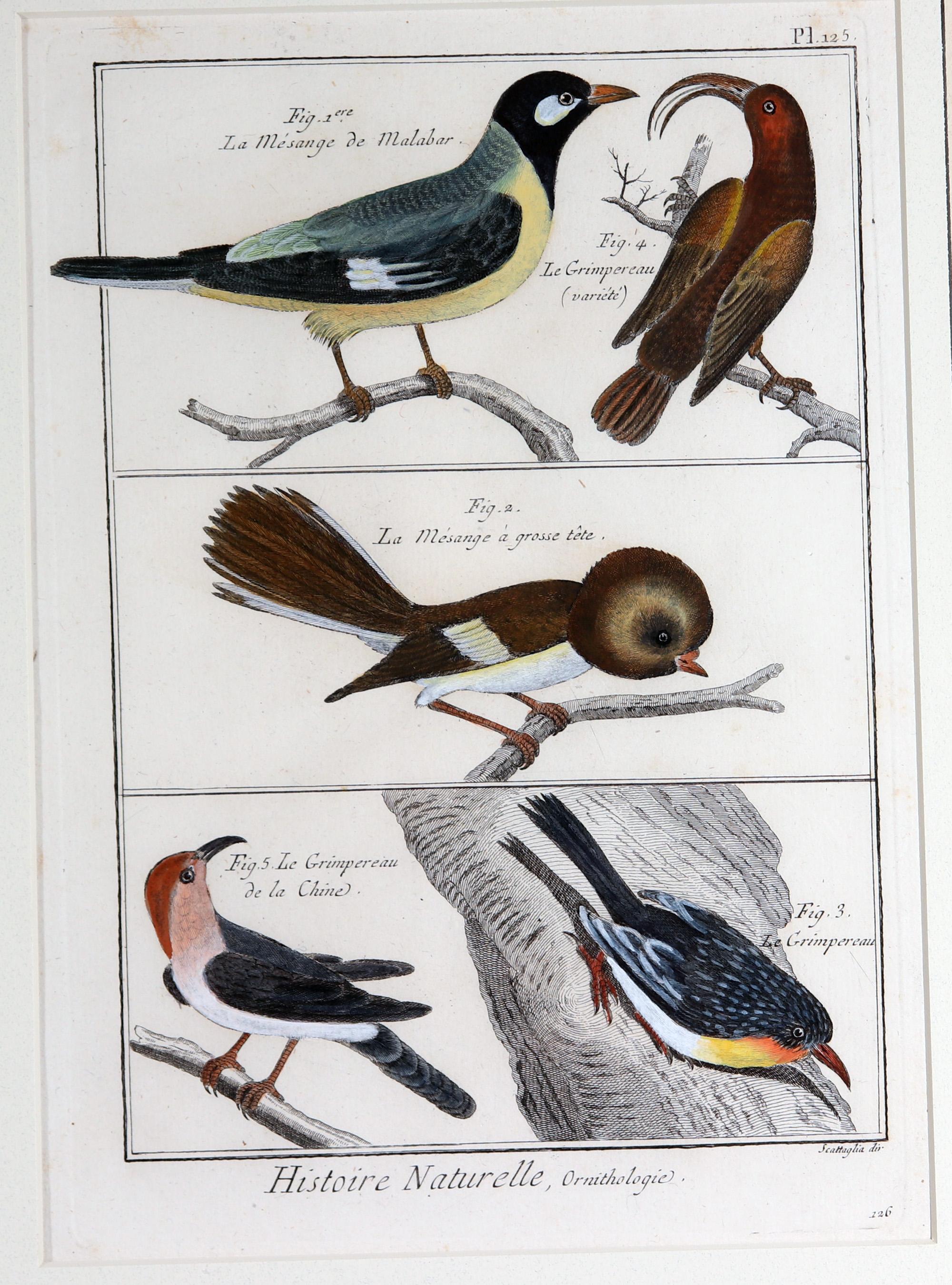 Français Groupe de gravures d'oiseaux encadrées du XVIIIe siècle en vente