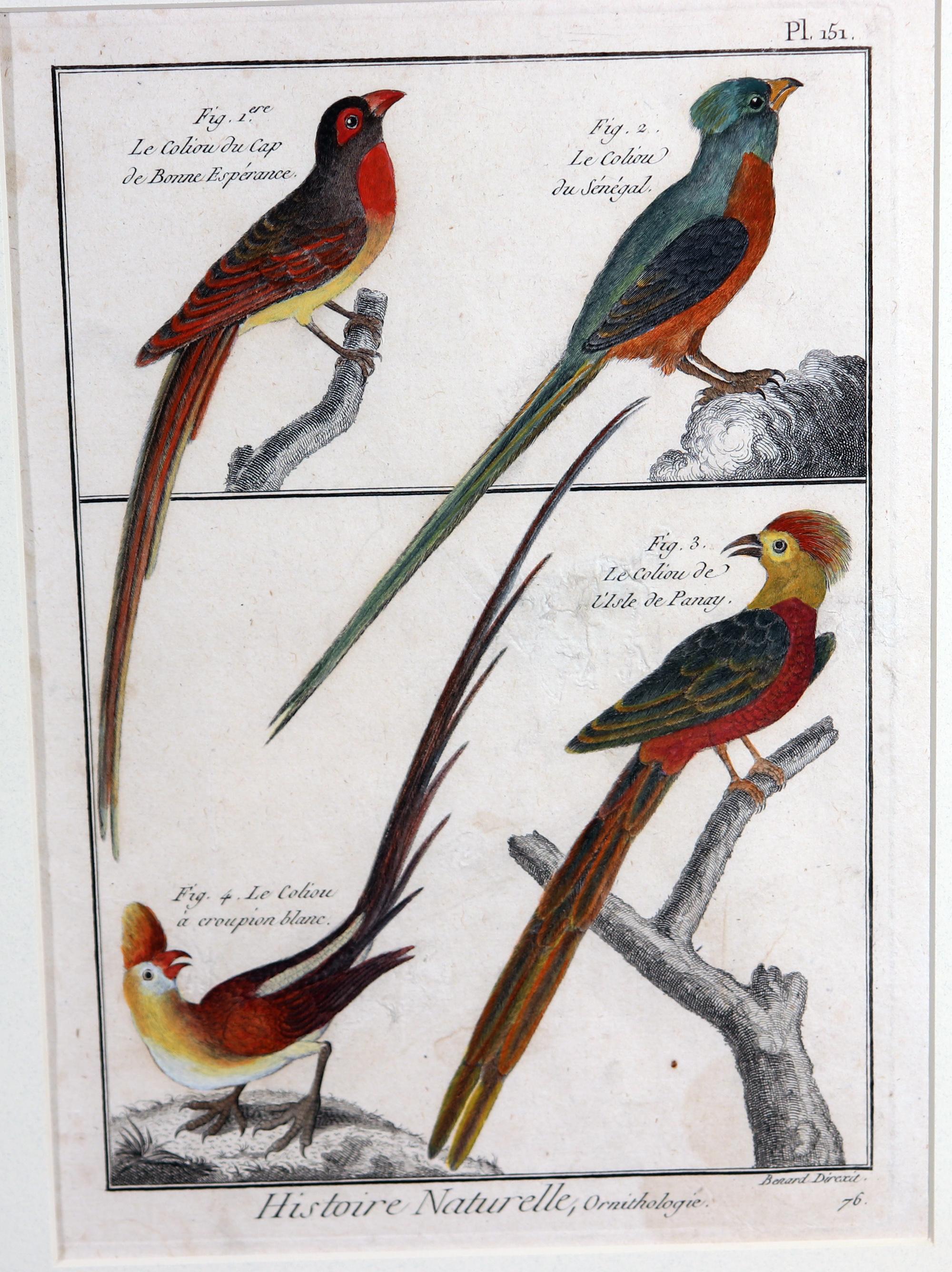Paper Framed Group of 18th Century Bird Engravings by b Georges-Louis Leclerc For Sale
