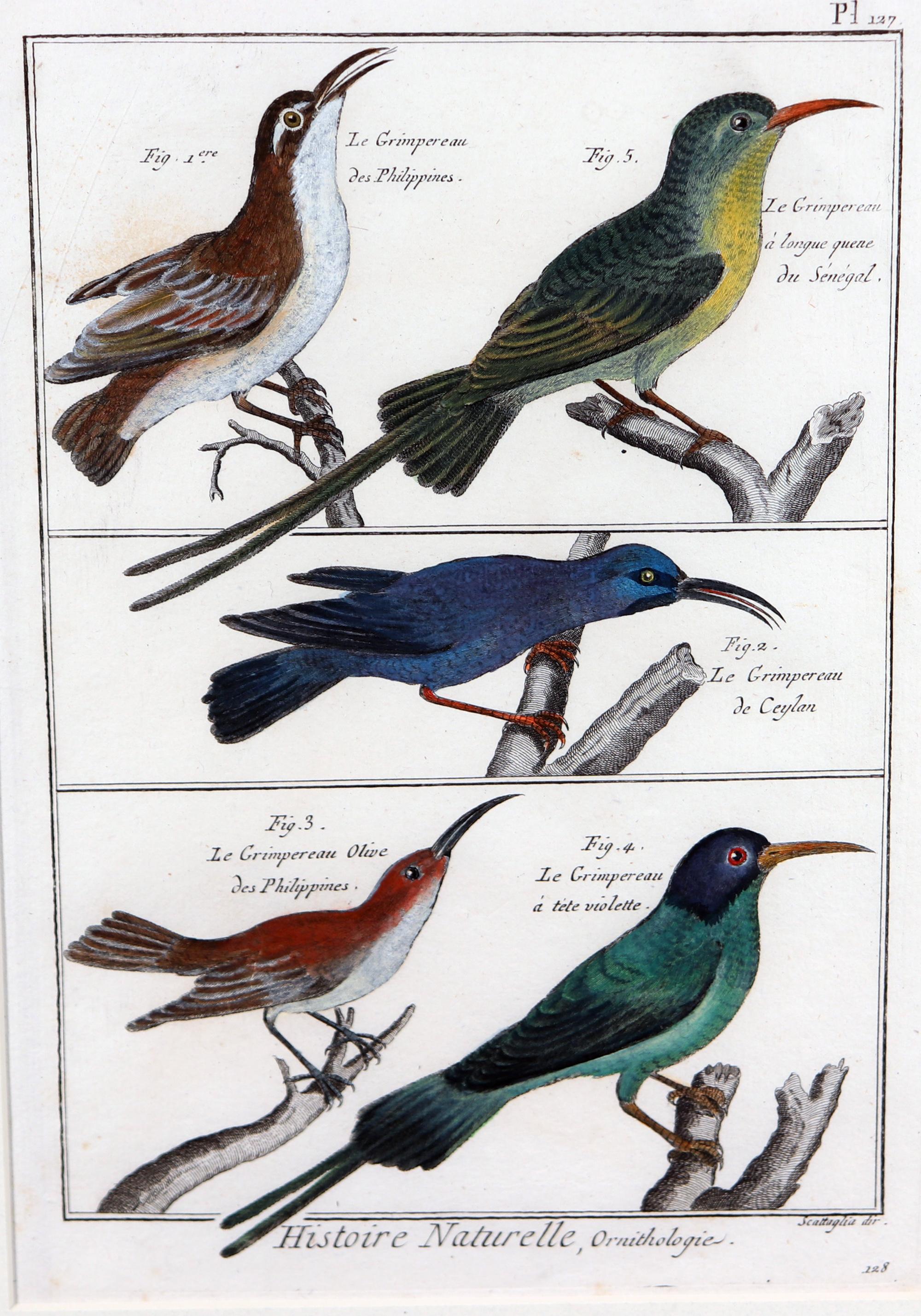 Papier Groupe de gravures d'oiseaux encadrées du XVIIIe siècle en vente