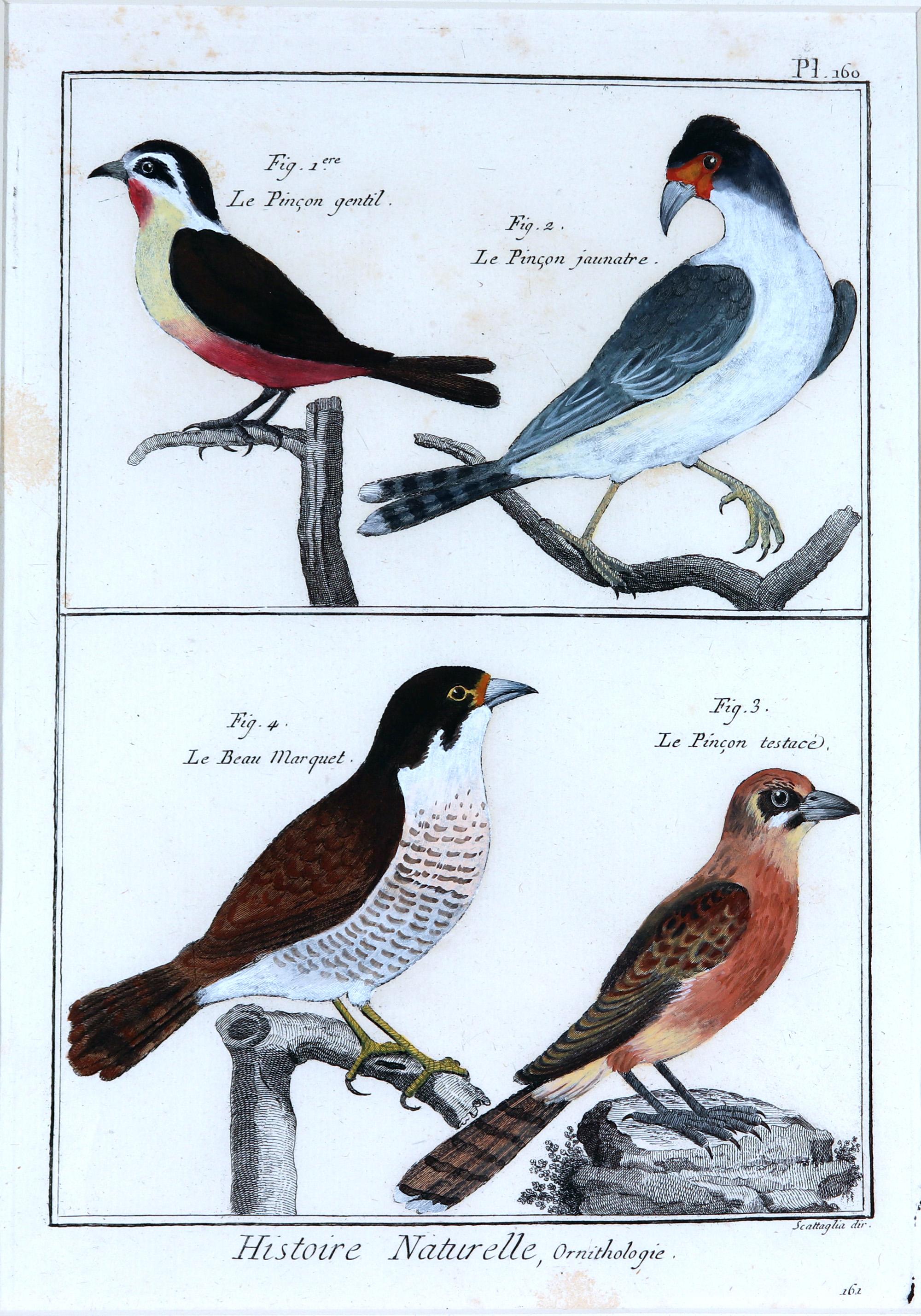 Framed Group of 18th Century Bird Engravings by b Georges-Louis Leclerc For Sale 2